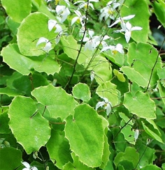 Epimedium P. E.