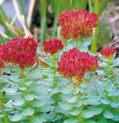 Rhodiola P.E.