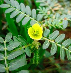 Tribulus Terrestris P. E.