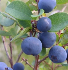 Blueberry P.E. (Origin of Material: China)