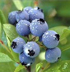Blueberry P.E.(Origin of Material: Europe)