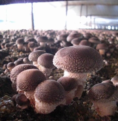 Shiitake Mushroom P.E（Lentinula edodes P.E.）