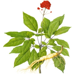 Ginseng General Ginsenosides P.E.