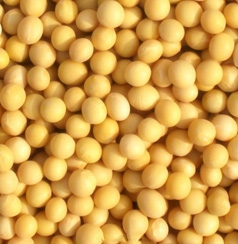 Soybean Isoflavones 