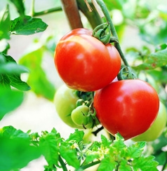 Lycopene