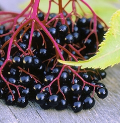 Elderberry P.E