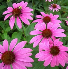 Echinacea Herb Extract