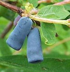 Lonicera caerulea P.E. (Blue-berried Honeysuckle P.E. or Sweetberry Honeysuckle P.E., Honeyberry P.E
