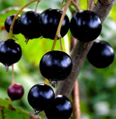 Black currant P.E.